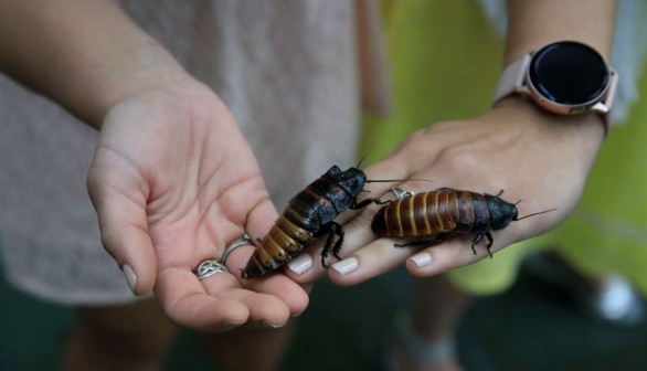 Pokemon Cockroach: Delicate New Species Found in Singapore Added to Real-Life Pokedex