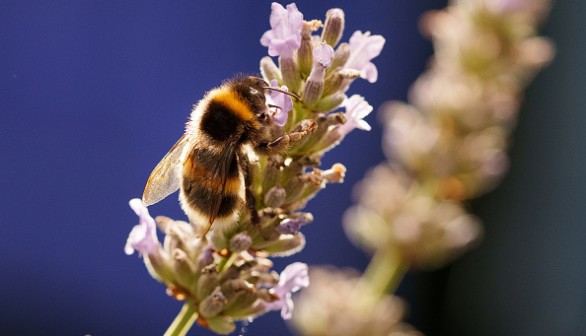 Honey Bees Collect Nectar