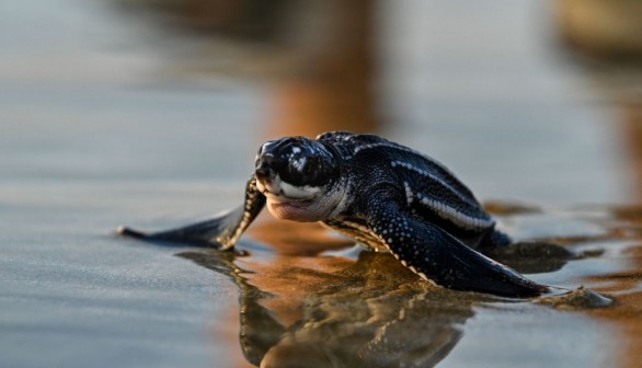 Baby Leatherback Sea Turtle