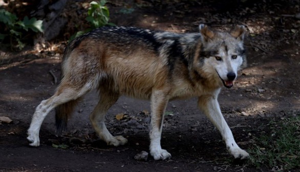 Mexican Gray Wolf Population on a Steady Rise to Recovery, Diversity Woes Worry Experts