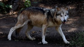 Mexican Gray Wolf Population on a Steady Rise to Recovery, Diversity Woes Worry Experts