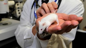 7 Mice Pups with 2 Male Parents Born in Laboratory — Japan