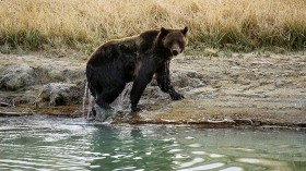 Bears Done Hibernating in Yellowstone, Officials Warn Visitors