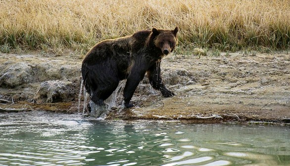 Bears Done Hibernating in Yellowstone, Officials Warn Visitors