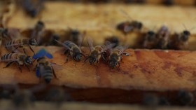 New research showed honeybees had an excellent navigation map and memory, tracking linear landscapes like roads. Read here.