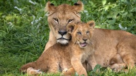 Endangered West African Lion Cub Seen in Senegal, Population Now 375