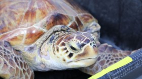 25 Juvenile Sea Turtles Named After Beaches, Rehabilitated, Released by National Aquarium in Florida