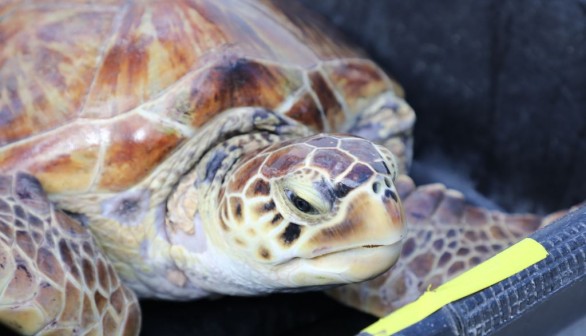 25 Juvenile Sea Turtles Named After Beaches, Rehabilitated, Released by National Aquarium in Florida