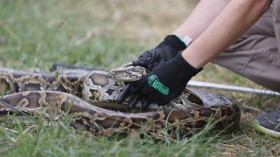Invasive Burmese Python Moves North for More Prey as Population Booms — Florida