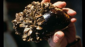 Invasive Zebra Mussels Seen Hitching on Quebec Lake Fish, Threats Possible Spread to Other Lakes