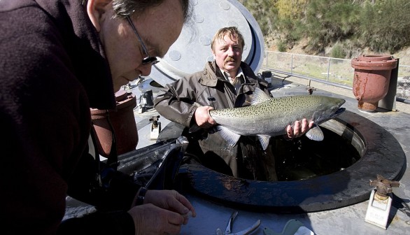Salmon Fishing Season in California Canceled Due to Grim Reports From Experts