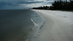 Red Tide Algae Blooms Continue On Florida's Gulf Beaches