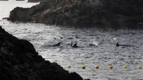 Taiji dolphins