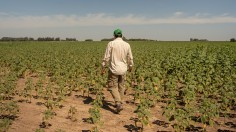 Historic Drought Plummets Argentina's Exports and Forces Reserves Target Revision
