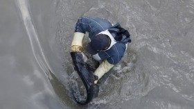 UK Angler Reels in 200-Pound Monster Catfish in Spain