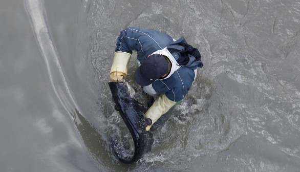 UK Angler Reels in 200-Pound Monster Catfish in Spain