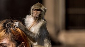 Aggressive Domesticated Monkey Bites Ear Off Woman in Oklahoma