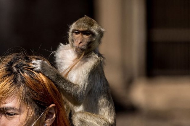 Aggressive Domesticated Monkey Bites Ear Off Woman in Oklahoma