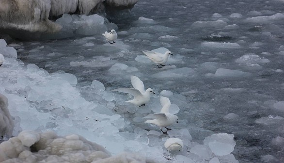 Extreme Snowstorms, Climate Change Hinder Breeding Season for Antarctic Birds