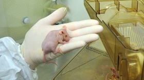 Deer Antlers Grown in Lab Mice in Pursuit of Regenerative Medicine — China