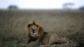 King of Serengeti Lion Bob Jr. Killed by Younger Lions