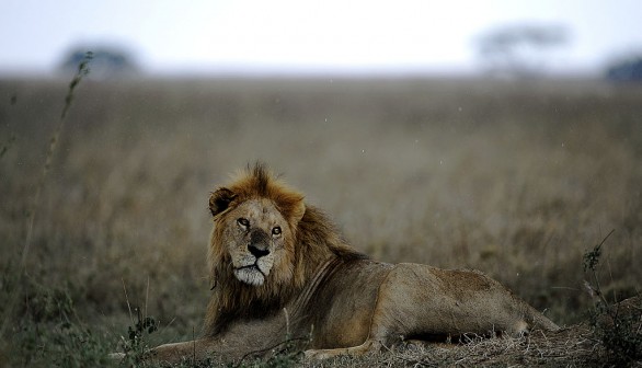 King of Serengeti Lion Bob Jr. Killed by Younger Lions