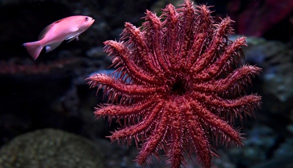 Sunflower Sea Star Population Down to 10% Due to Fatal Syndrome That Turns Them to Goo
