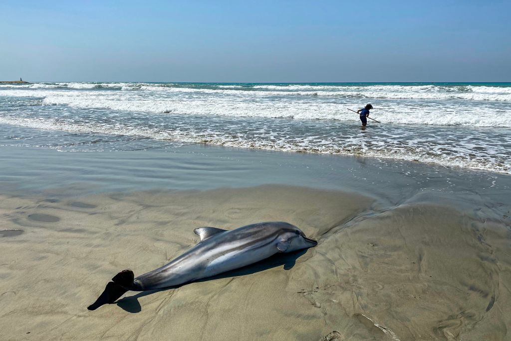 Three dolphins die in shallow waters at Sandy Hook, NJ