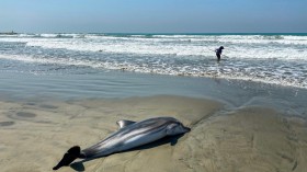 Dead Dolphin Beached in New Jersey Brings Tally to 6 Since Mid-Feb