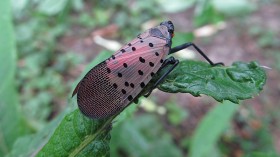 Over 100 Invasive Species Pester Pennsylvania with 1500 Negative Impacts — Report