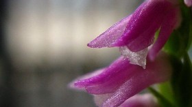 New Orchid Species that Looks Like Glass Discovered in Most Common Places in Japan