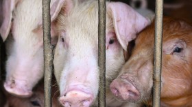 Swine Reproductive Performance Improvement Research Funded at $650k, Might Solve World Hunger