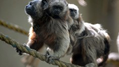 Endangered Cotton-Top Tamarin Gives Birth to Twins in Zoo Boise