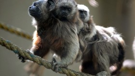 Endangered Cotton-Top Tamarin Gives Birth to Twins in Zoo Boise