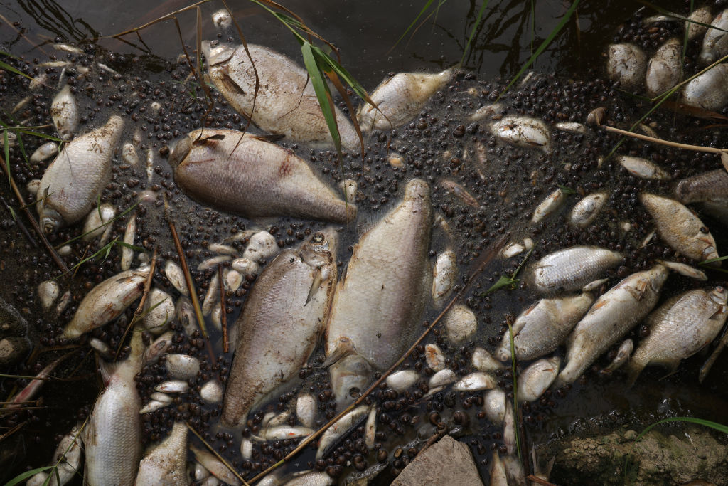 Mass Die-Off Blocks Waterway With Millions Of Dead Fish —Australia ...