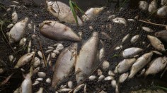 Mass Die-Off Blocks Waterway with Millions of Dead Fish —Australia