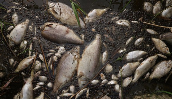 Mass Die-Off Blocks Waterway with Millions of Dead Fish —Australia