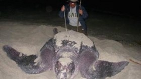 Leatherback turtles 