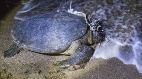 75-Pound Endangered Loggerhead Sea Turtle Carcass with Whole Ecosystem Beached in Oregon
