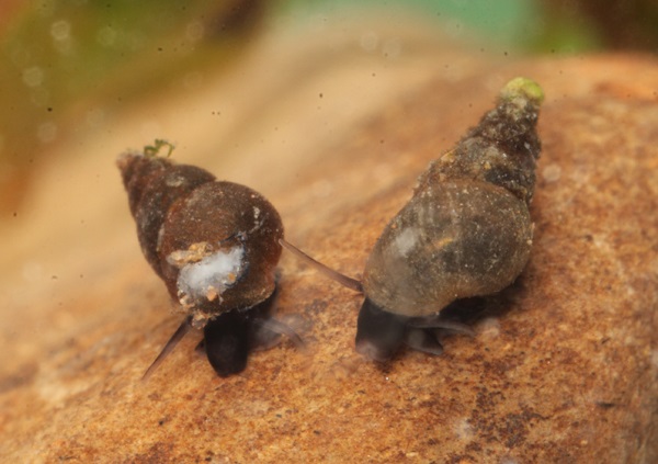 2 Invasive Mudsnails from New Zealand Found in  Montana Creek