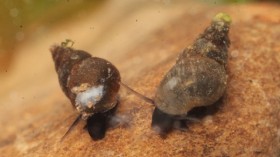 2 Invasive Mudsnails from New Zealand Found in  Montana Creek