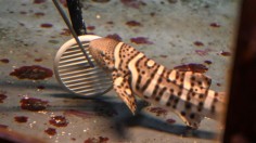 Baby Zebra Shark