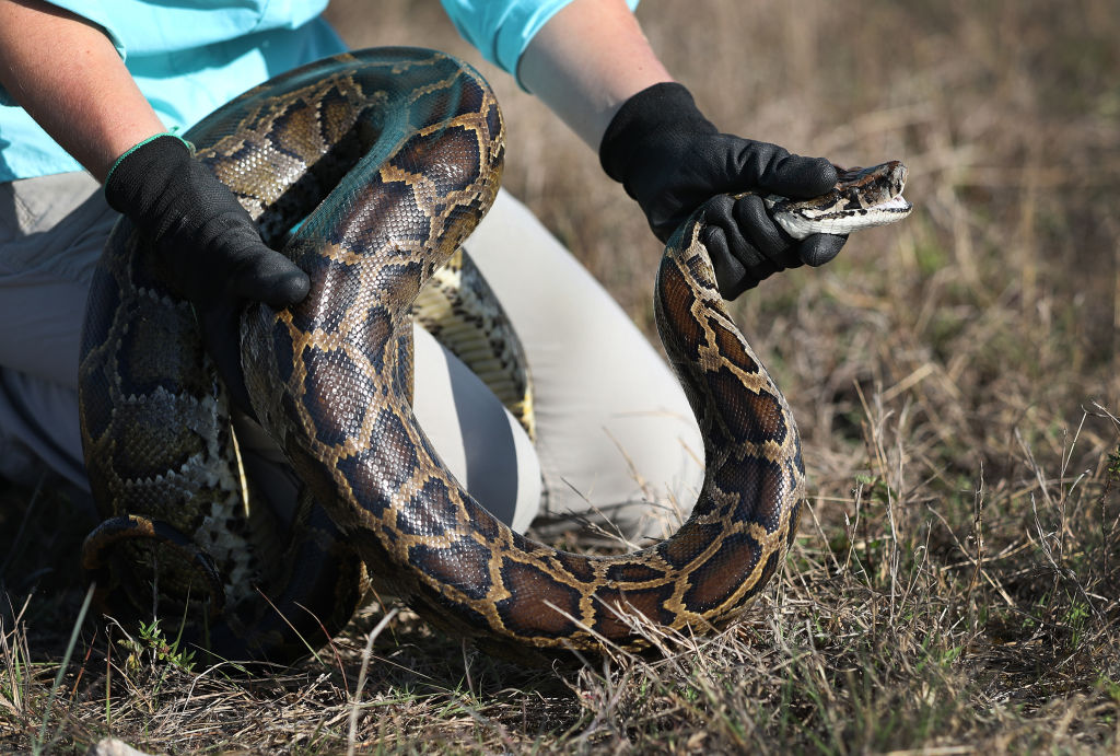 Invasive Burmese Python Impossible to Wipe Out of Florida, US Experts Say