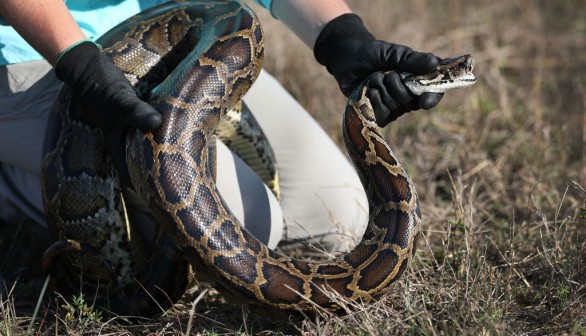 Invasive Burmese Python Impossible to Wipe Out of Florida, US Experts Say