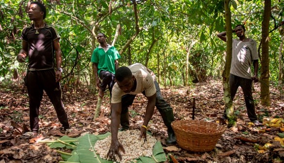 GHANA-ECONOMY-AGRICULTURE-COCOA