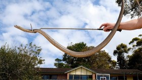 Deadly Eastern Brown Snake Found in Horrified Woman's Bed in Australia
