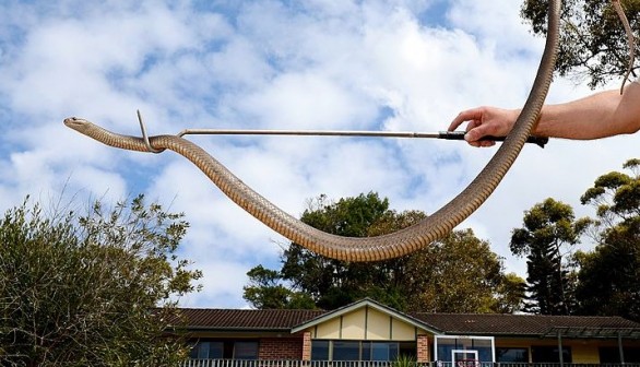 Deadly Eastern Brown Snake Found in Horrified Woman's Bed in Australia