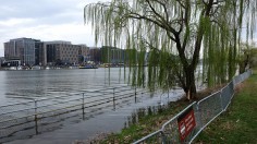 Washington, DC's Famous Cherry Blossom Trees Threatened By Climate Change And Rising Tides