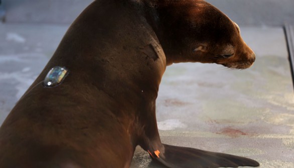 Potential Environmental Contamination Ensues as Rare Parasitic Strain of Toxoplasmosis Detected in California Sea Otters