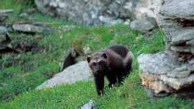 Threatened Species Wolverine Spotted Outside Oregon Mountains